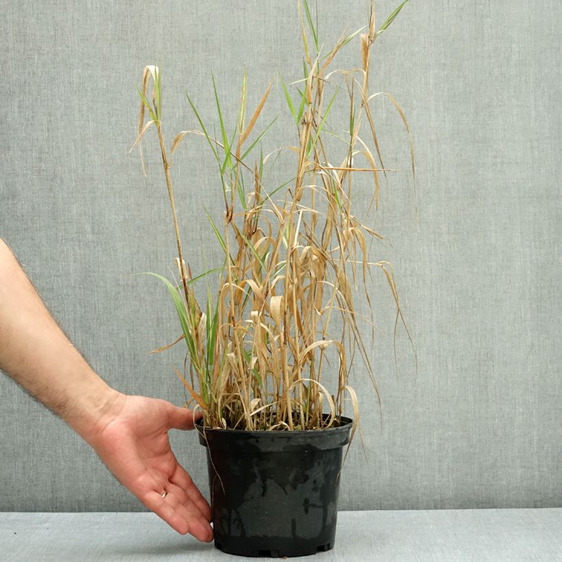 Phalaris arundinacea Strawberry and Cream 2L/3L pot sample as delivered in autumn