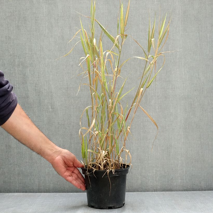 Phalaris arundinacea Strawberry and Cream 2L/3L pot sample as delivered in summer