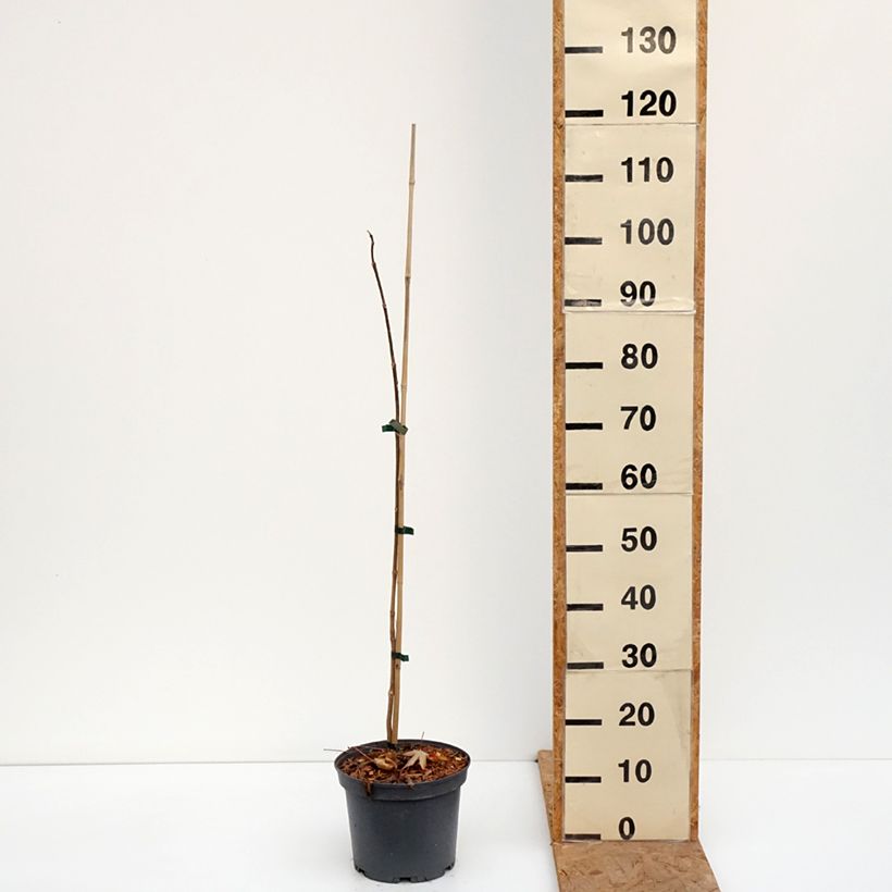 Phellodendron amurense 4L/5L pot sample as delivered in autumn