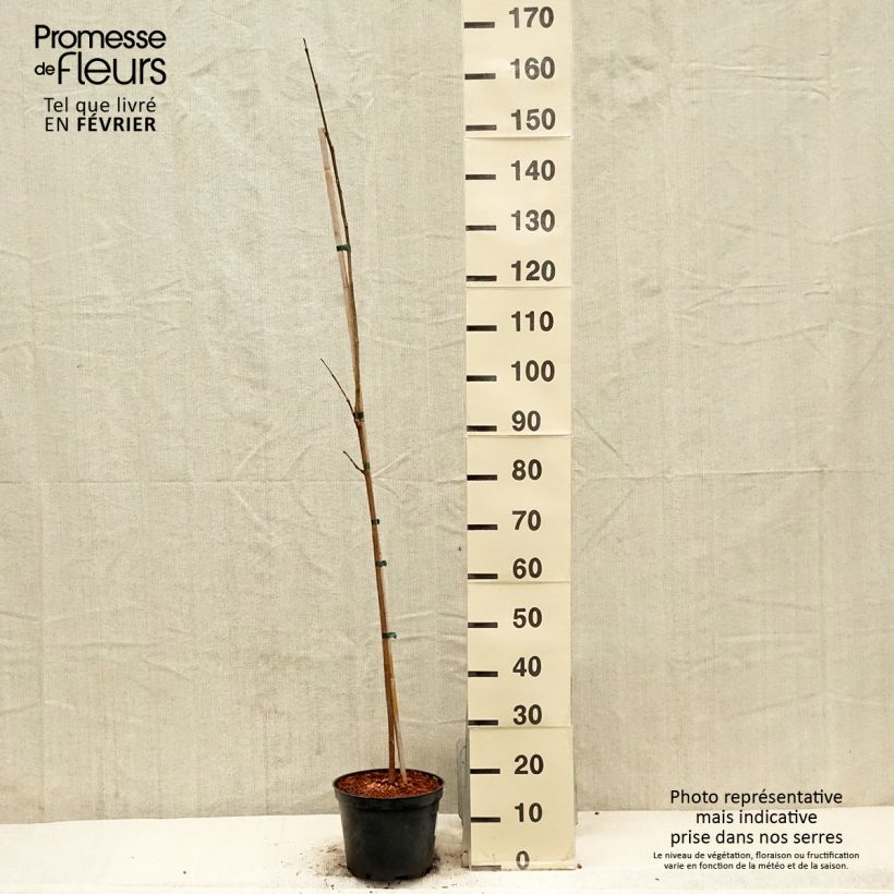 Phellodendron amurense 4L/5L pot sample as delivered in winter