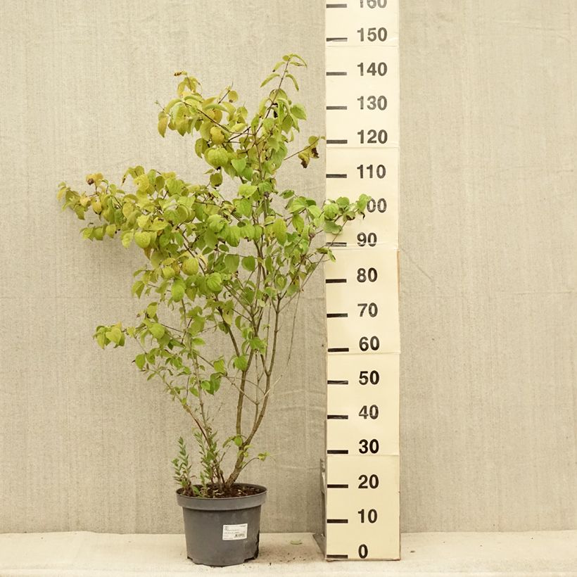 Philadelphus Bouquet Blanc - Mock Orange 7.5L/10L pot sample as delivered in summer
