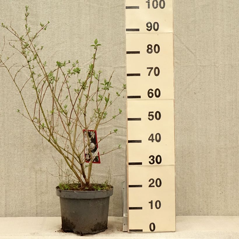 Philadelphus Bouquet Blanc - Mock Orange 7.5L/10L pot sample as delivered in spring