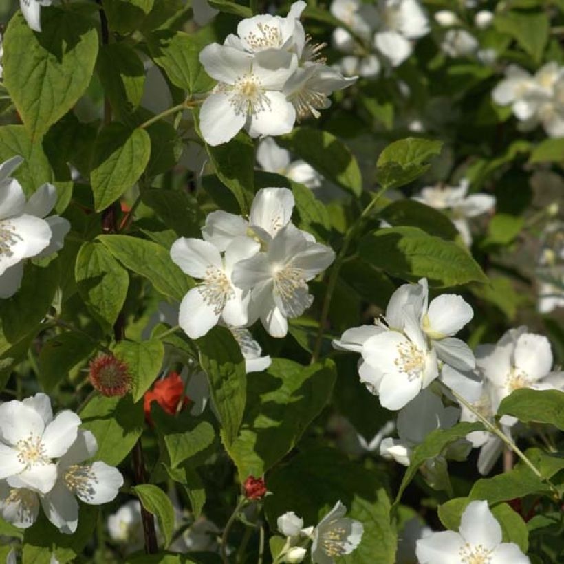Philadelphus coronarius - Mock Orange (Flowering)