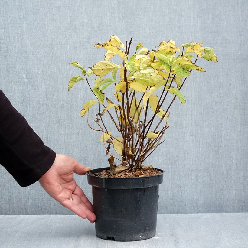 Philadelphus coronarius - Mock Orange 2L/3L pot sample as delivered in autumn