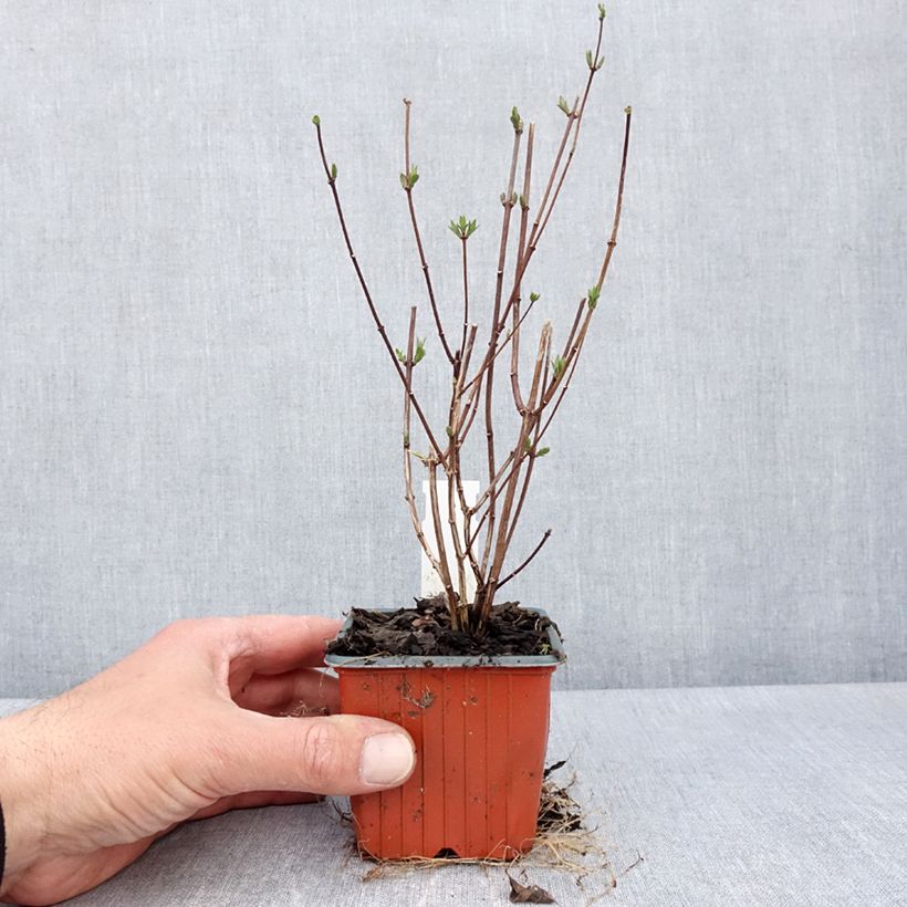 Philadelphus Dame Blanche - Mock Orange 8/9 cm pot sample as delivered in spring