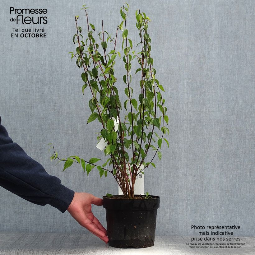 Philadelphus Dame Blanche - Mock Orange 3L/4L pot sample as delivered in autumn