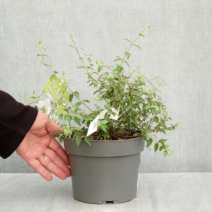 Philadelphus Petite Perfume White - Mock Orange 3L/4L pot sample as delivered in autumn