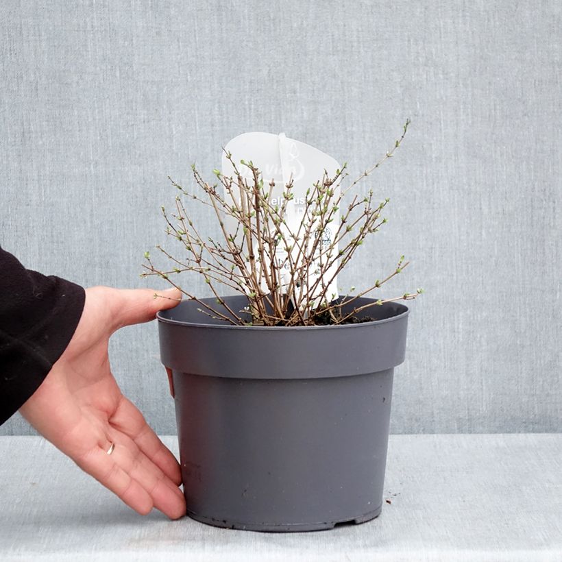 Philadelphus Petite Perfume White - Mock Orange 3L/4L pot sample as delivered in spring