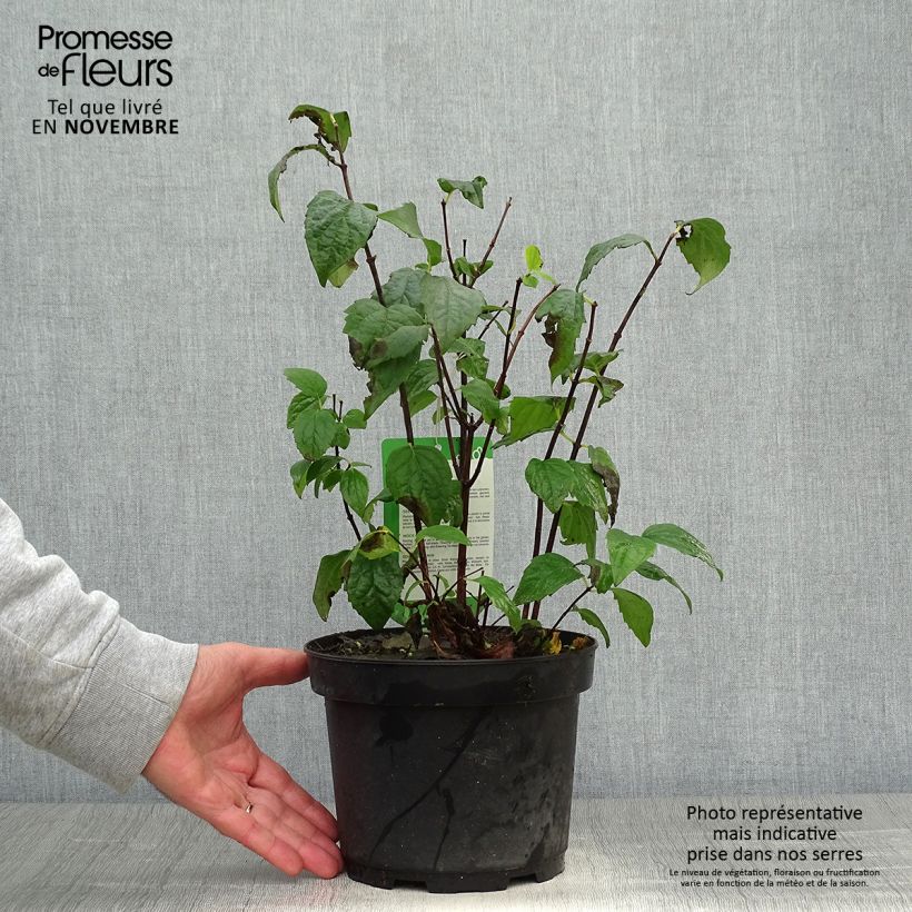 Philadelphus Virginal - Mock Orange 3L/4L pot sample as delivered in autumn