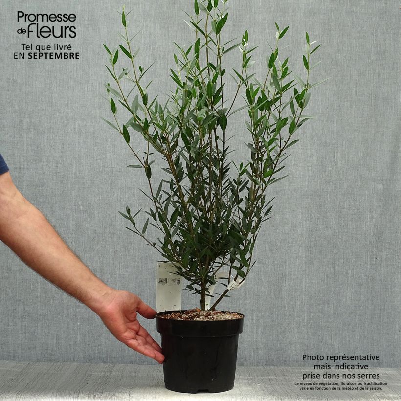 Phillyrea angustifolia - Mock Privet 2L/3L pot sample as delivered in autumn