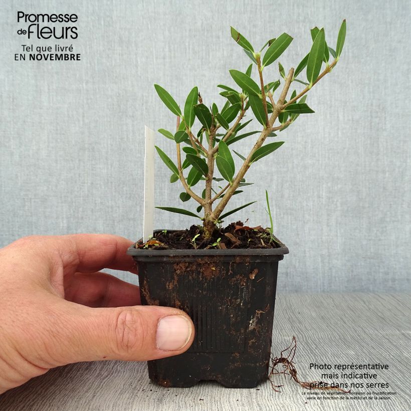 Phillyrea media Green Up - Mock Privet 8/9 cm pot sample as delivered in autumn