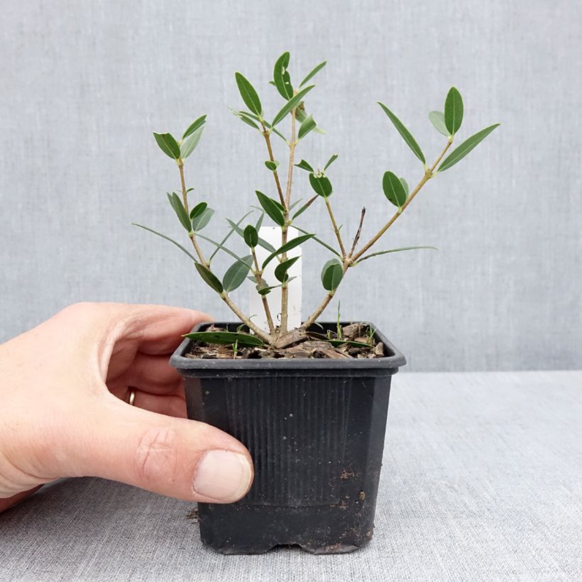 Phillyrea media Green Up - Mock Privet 8/9 cm pot sample as delivered in spring