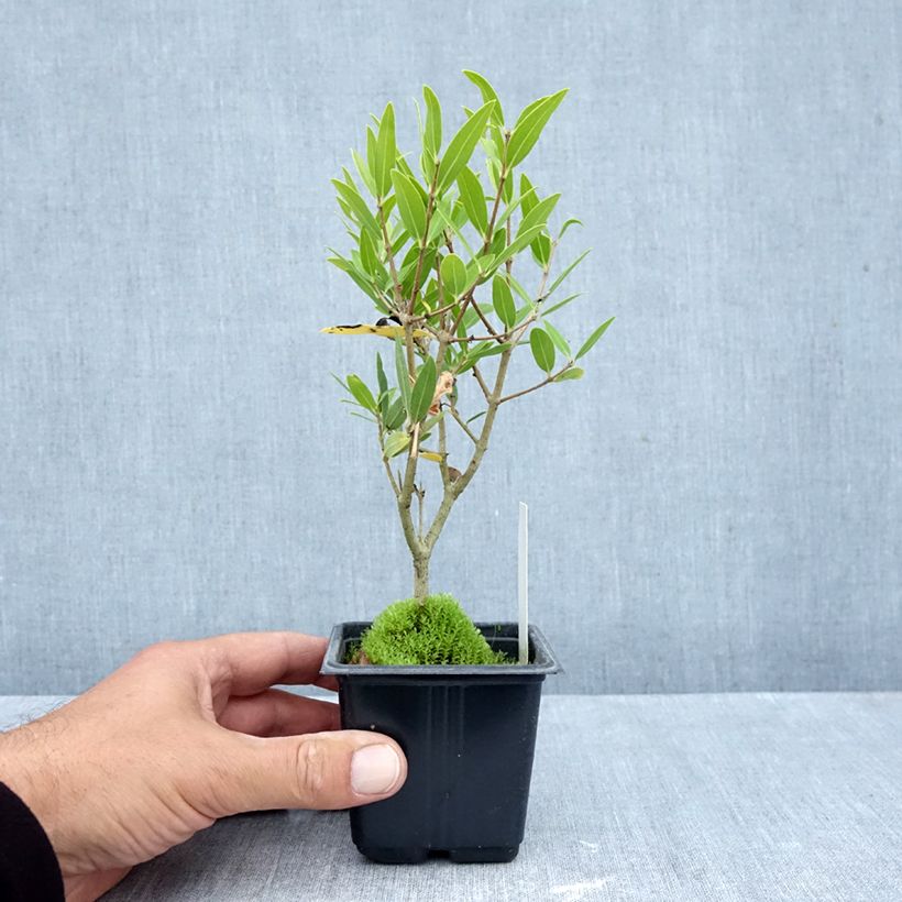 Phillyrea Rosmarinifolia - Mock Privet 8/9 cm pot sample as delivered in autumn