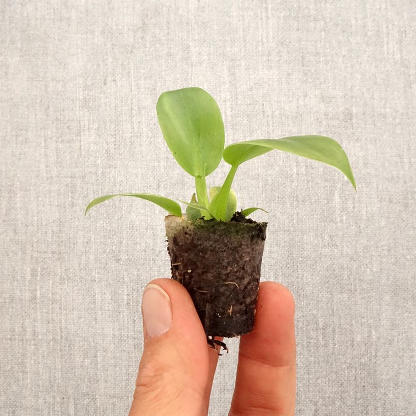 Philodendron applanatum Mini-plante sample as delivered in spring
