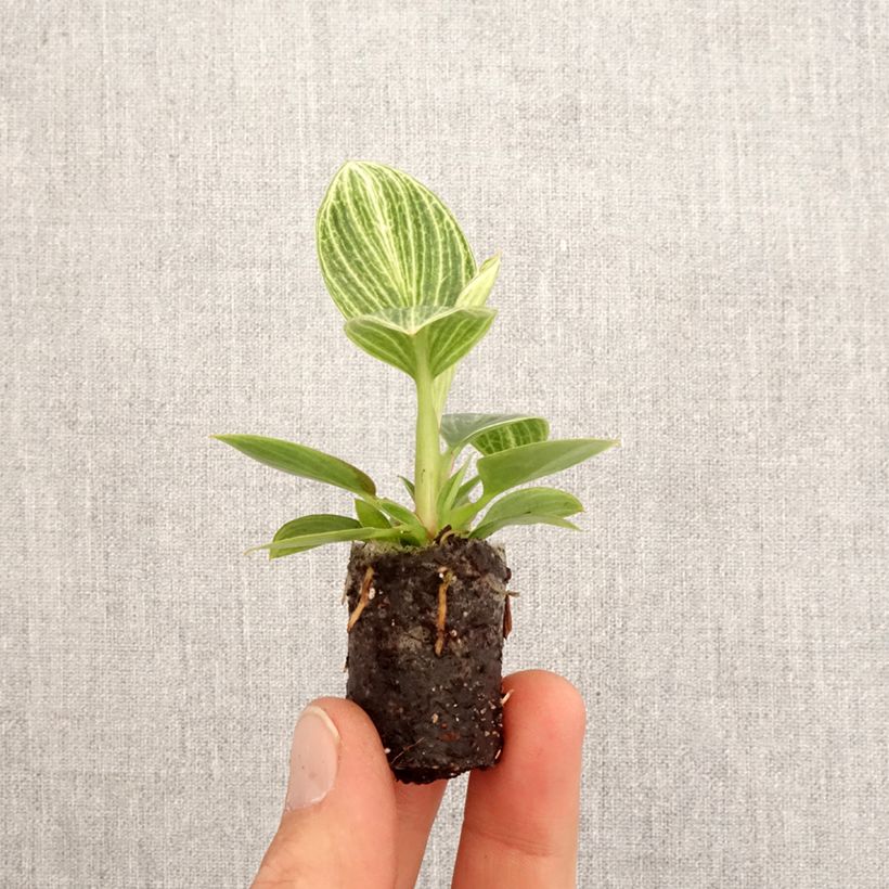 Philodendron Birkin Ribbon Mini-plante sample as delivered in spring