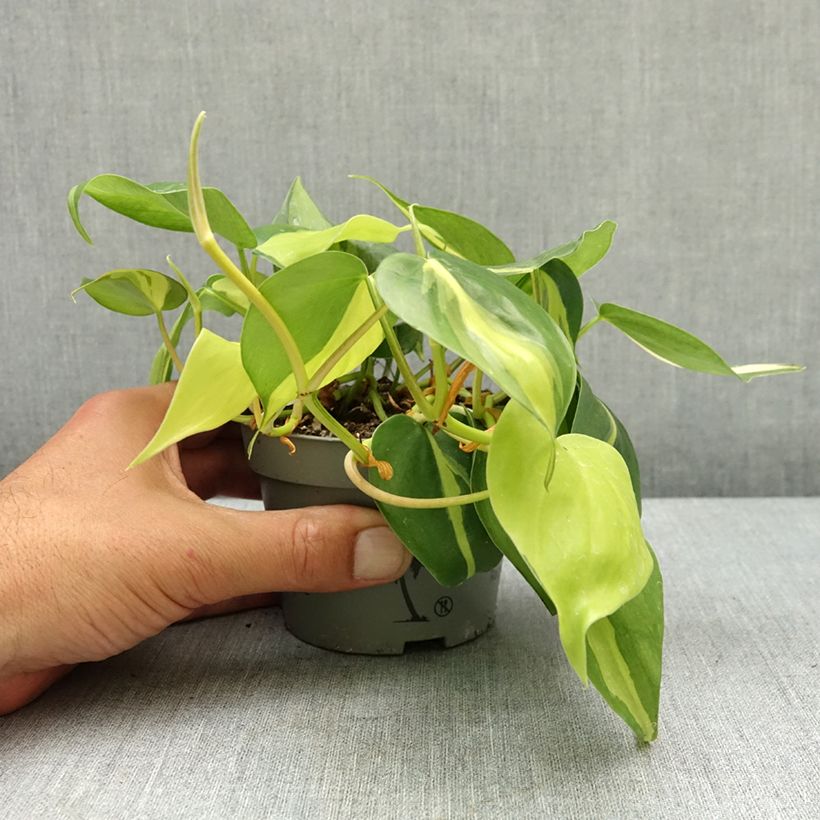 Philodendron scandens Brasil - Heartleaf philodendron 10cm/11cm pot sample as delivered in spring