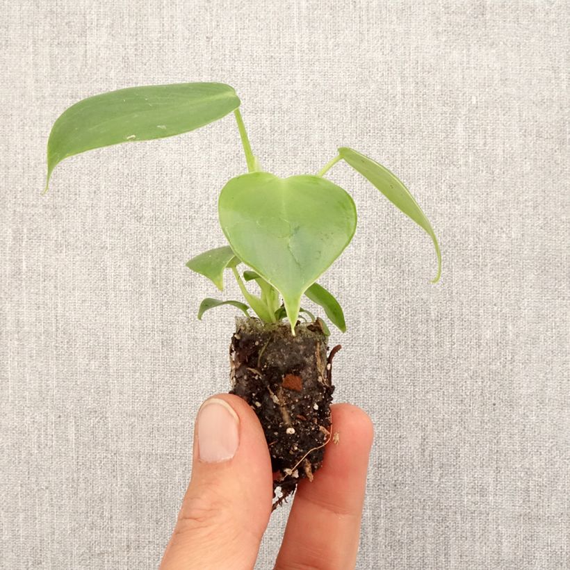 Philodendron grazielae Mini-plante sample as delivered in spring