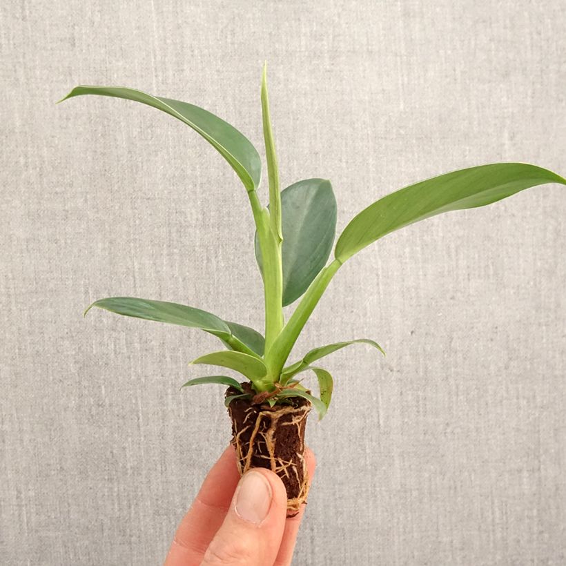 Philodendron Imperial Green Mini-plante sample as delivered in spring
