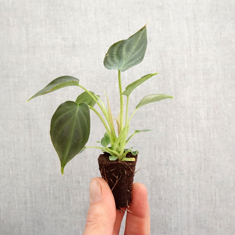 Philodendron verrucosum Incensi Mini-plante sample as delivered in spring