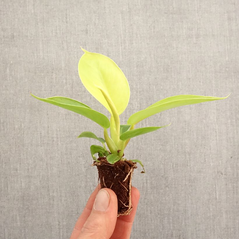 Philodendron Moonlight  Mini-plante sample as delivered in spring