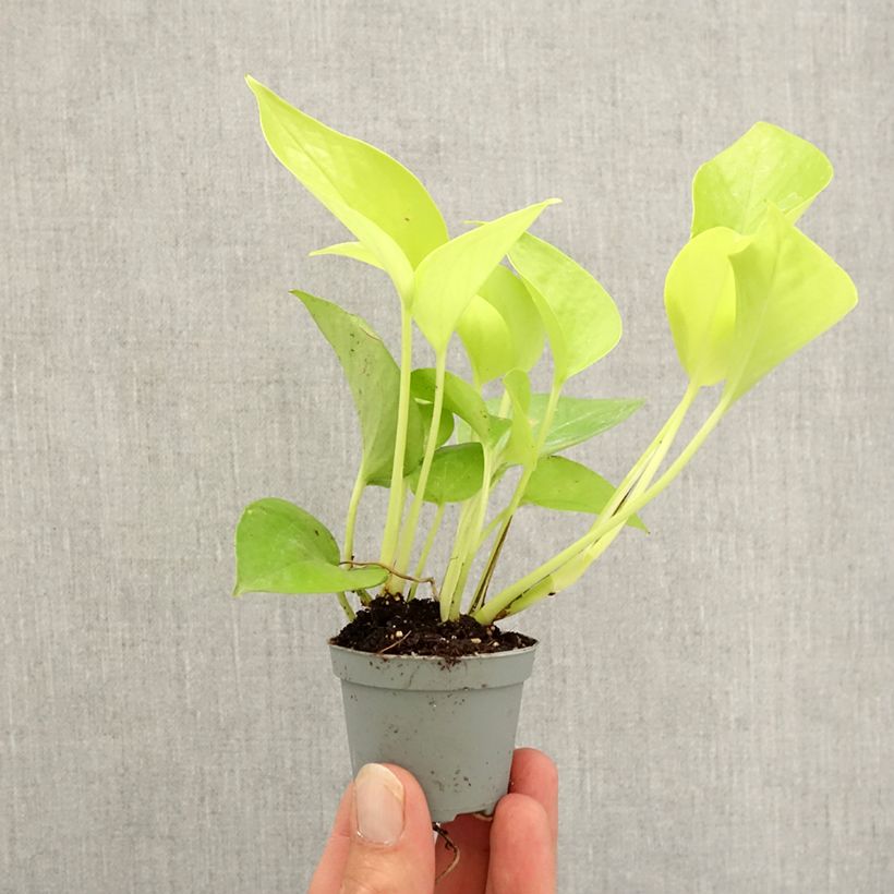 Philodendron Neon Mini-plante sample as delivered in autumn