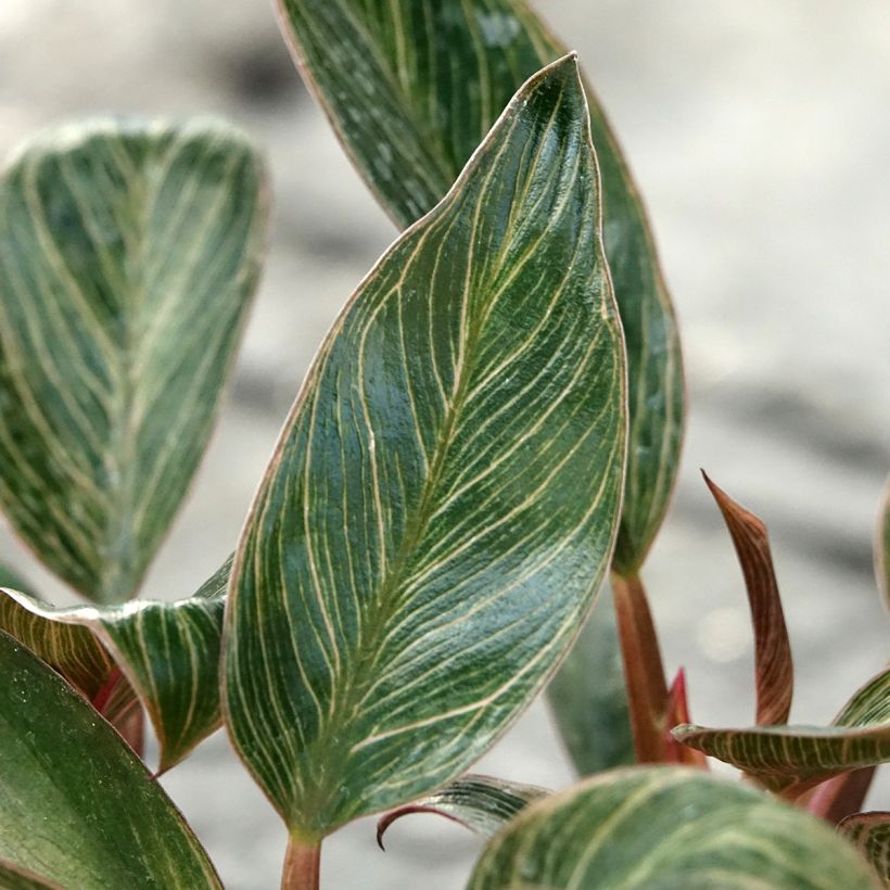 Philodendron x erubescens Pink Bikini (Foliage)