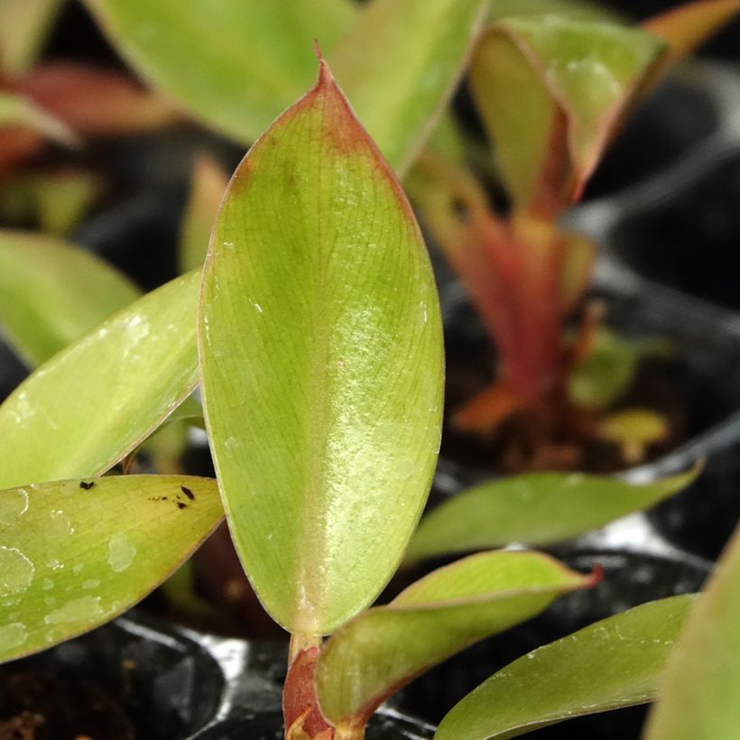 Philodendron erubescens Prince of Orange  (Foliage)