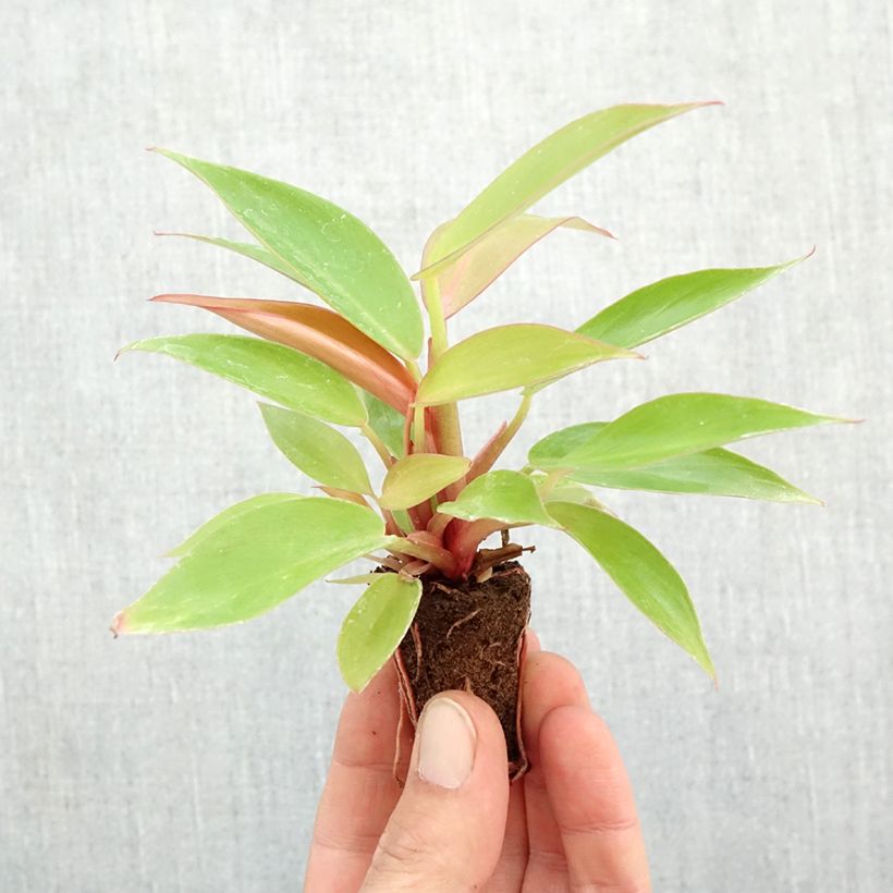 Philodendron Prince of Orange Mini-plante sample as delivered in autumn