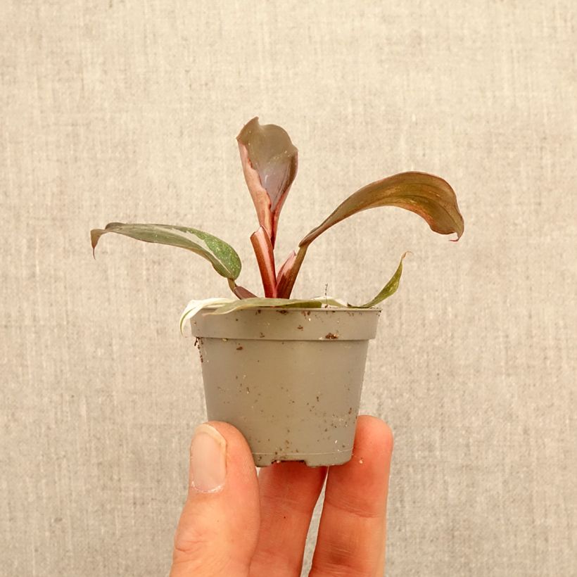 Philodendron Red Anderson mini plant sample as delivered in spring