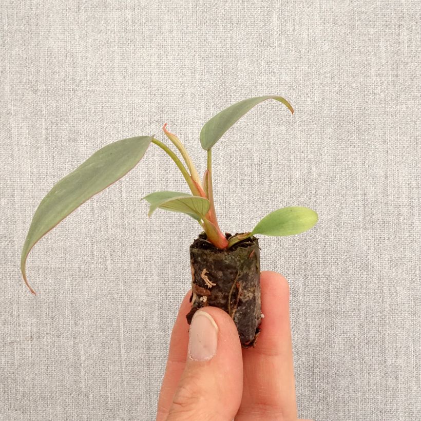 Philodendron Red Heart  Mini-plante sample as delivered in spring