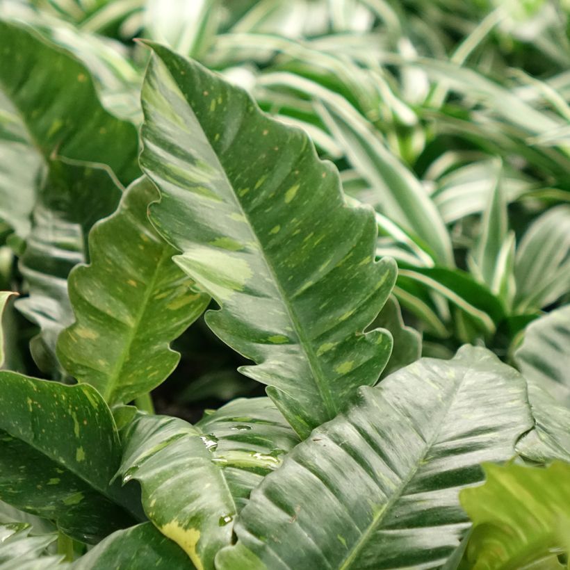 Philodendron  Ring of Fire - Philodendron hybride Ring of Fire (Foliage)