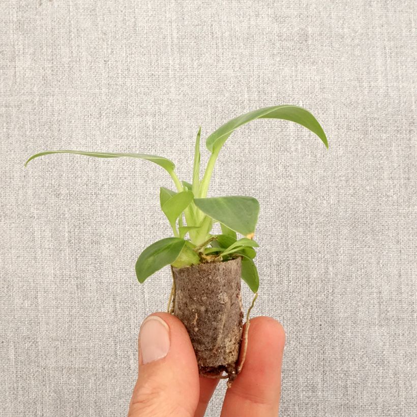 Philodendron rugosum Aberrant Mini-plante sample as delivered in spring