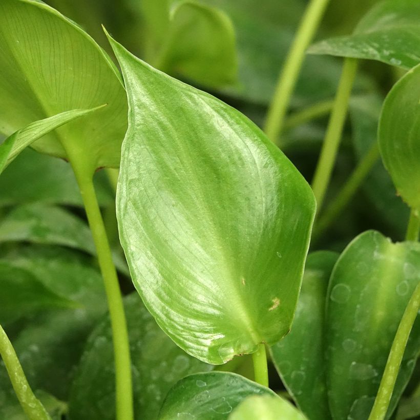Philodendron rugosum Aberrant (Foliage)