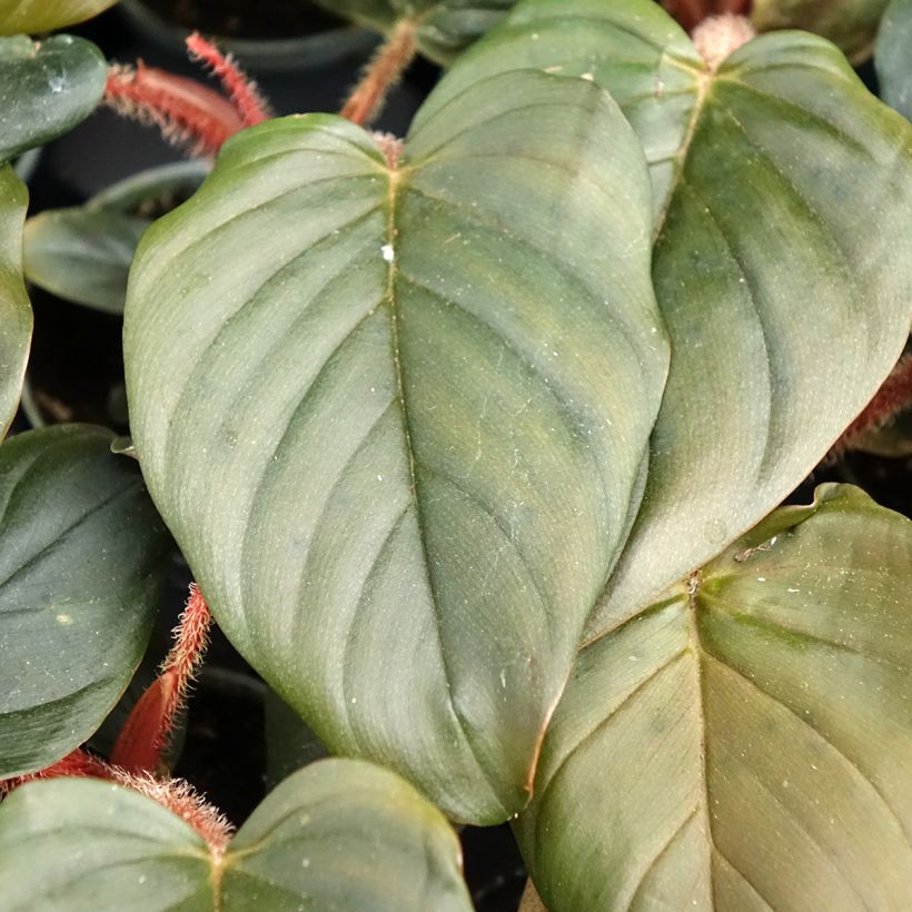 Philodendron squamiferum x serpens (Foliage)