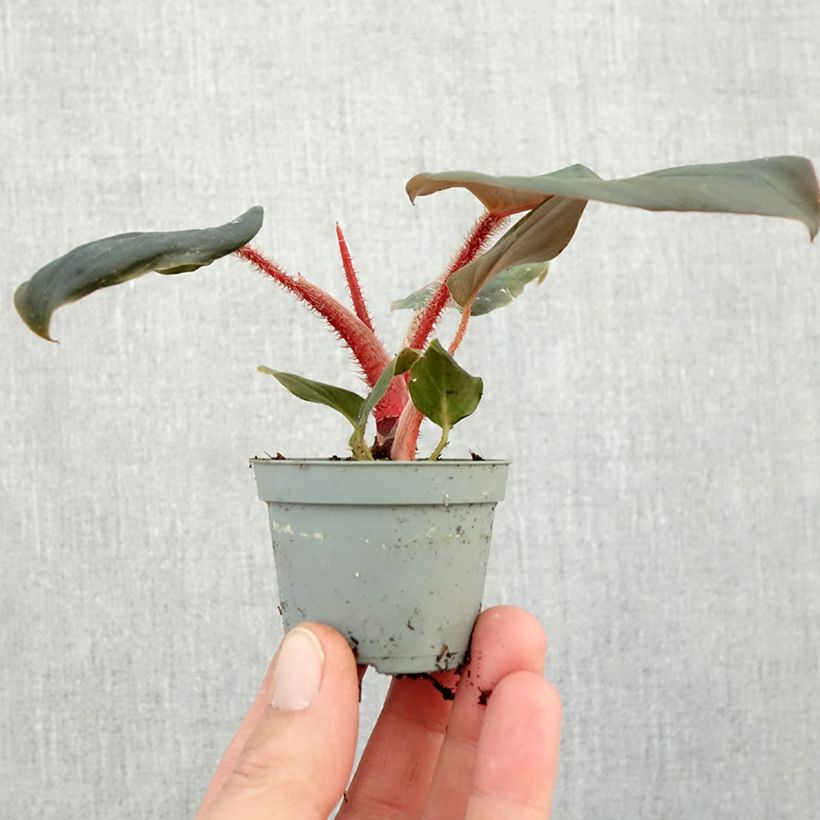 Philodendron squamiferum x serpens  - Philodendron hybride, Philodendron poilu mini plant sample as delivered in autumn