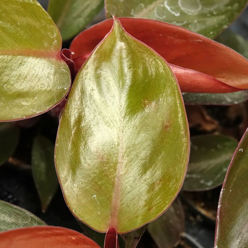 Philodendron Sun Red (Foliage)