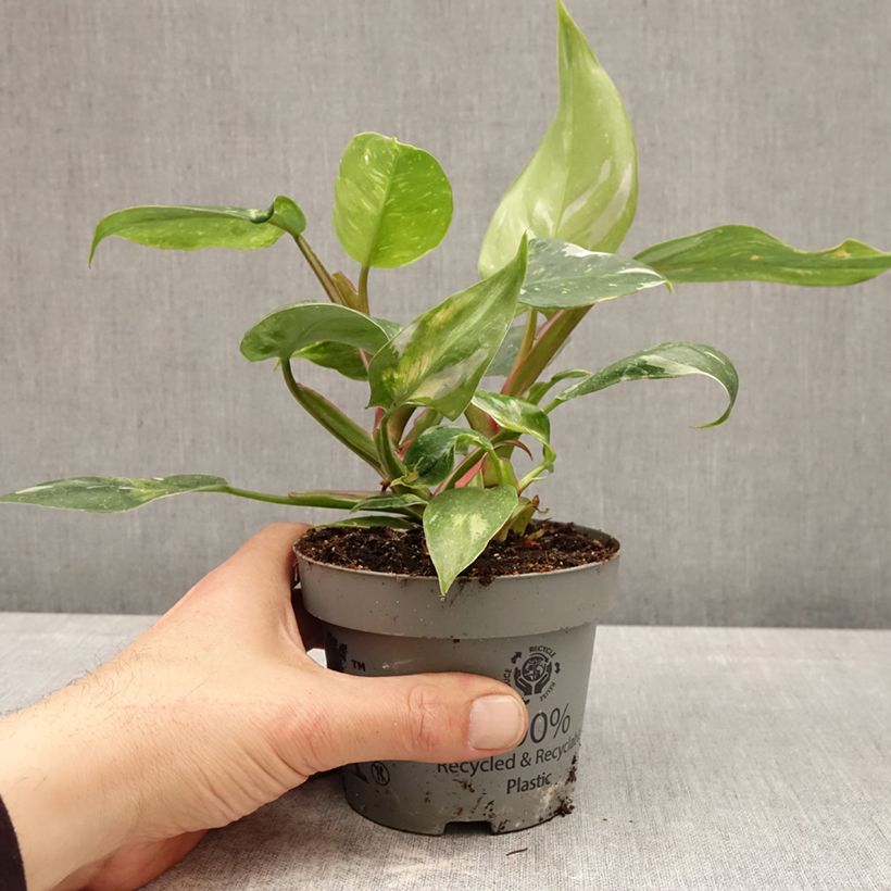Philodendron x erubescens White Princess 12cm pot sample as delivered in spring