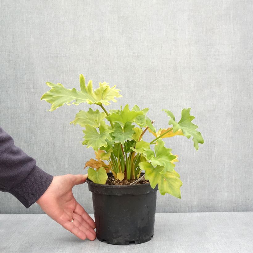 Philodendron xanadu Hope 2L/3L pot sample as delivered in spring