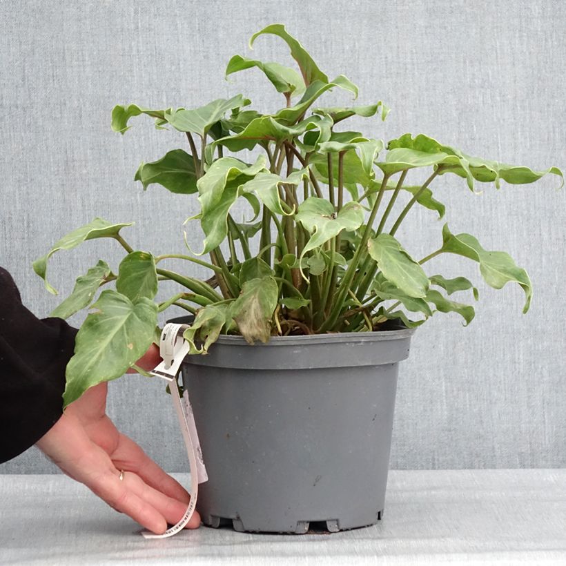 Philodendron xanadu 3L/4L pot sample as delivered in winter