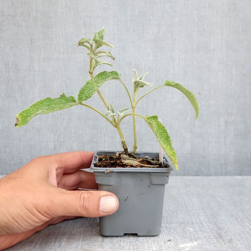 Phlomis bourgaei - Jerusalem Sage 8/9 cm pot sample as delivered in autumn