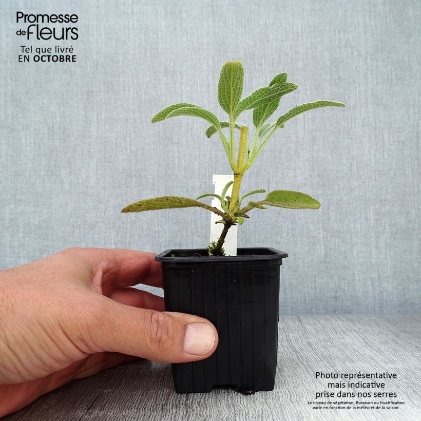 Phlomis fruticosa - Jerusalem Sage 8/9 cm pot sample as delivered in autumn