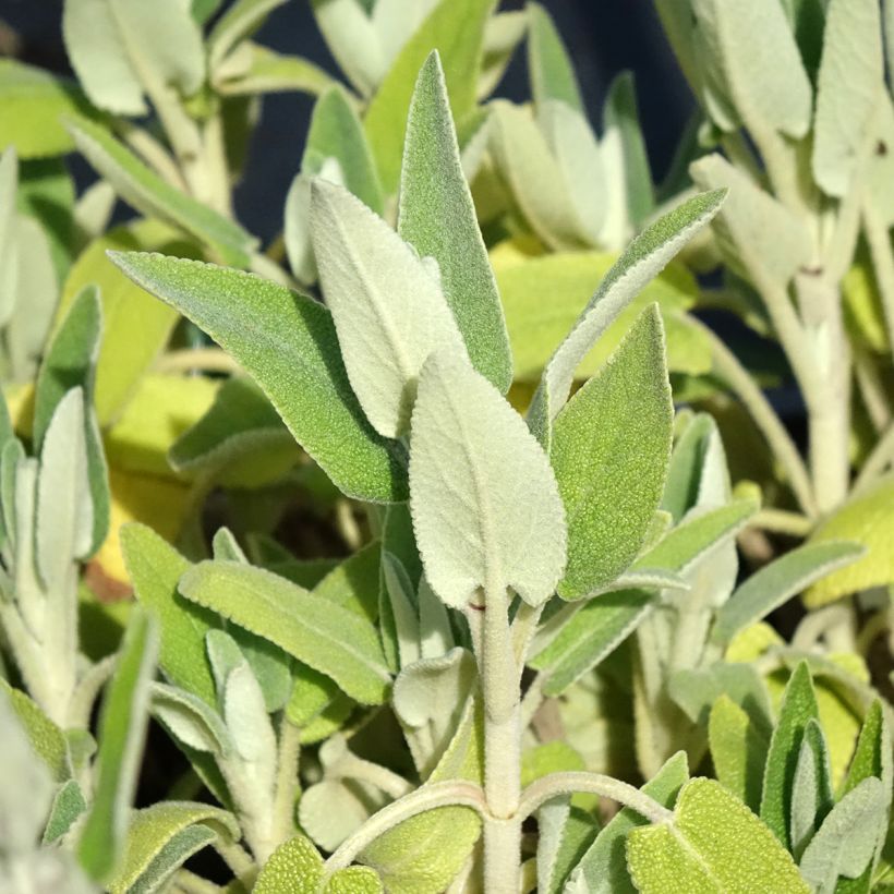 Phlomis purpurea (Foliage)