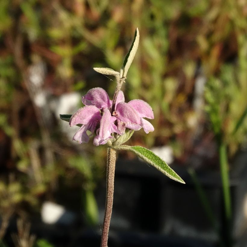 Phlomis purpurea (Flowering)