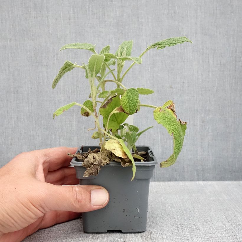 Phlomis purpurea 8/9 cm pot sample as delivered in autumn