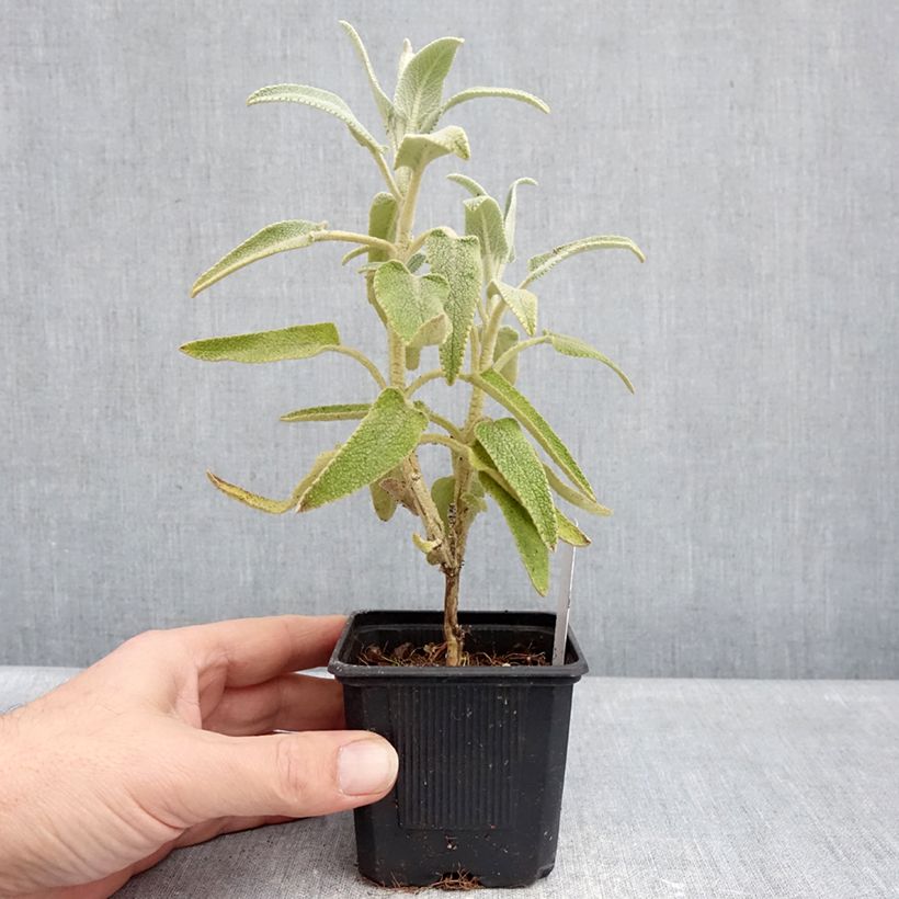 Phlomis purpurea 8/9 cm pot sample as delivered in winter