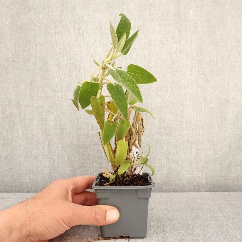 Phlomis purpurea 8/9 cm pot sample as delivered in spring