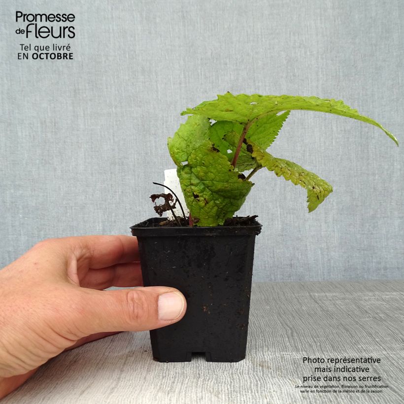Phlomis tuberosa Amazone 8/9 cm pot sample as delivered in autumn