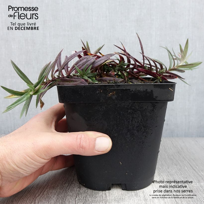Phlox divaricata subsp. laphamii Chattahoochee 2L/3L pot sample as delivered in autumn
