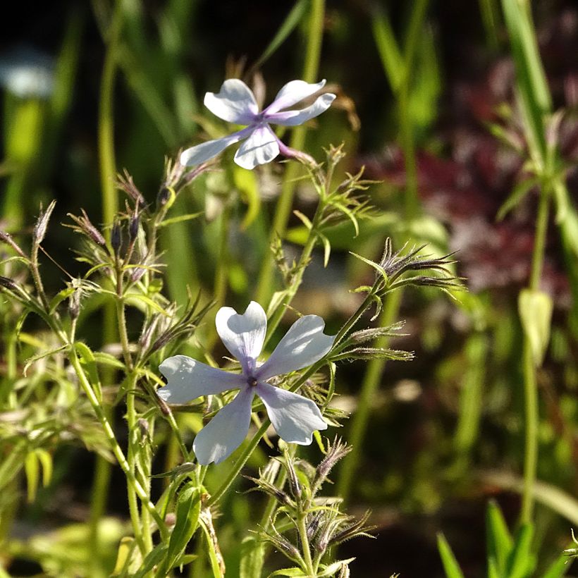 Phlox divaricata Dirigo Ice (Flowering)