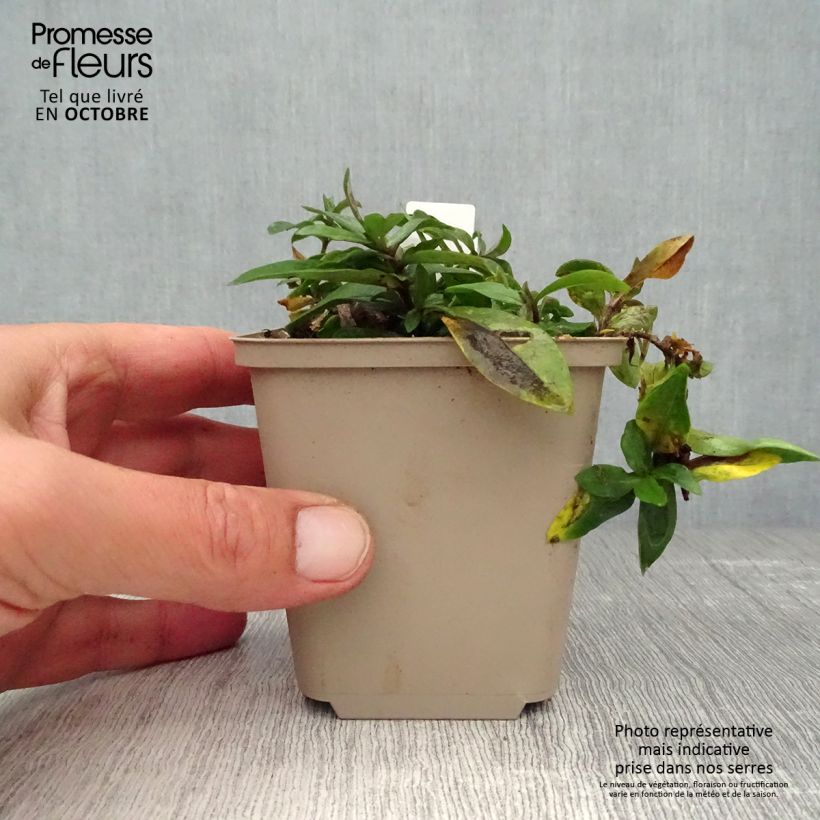 Phlox divaricata Dirigo Ice 8/9 cm pot sample as delivered in autumn